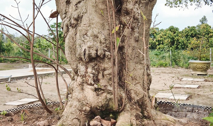 Bộ rễ khủng của cây mai vàng này có tuổi đời khoảng 50 năm, đã được định giá 2 tỷ đồng. Ảnh: Kim Anh.