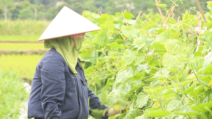 Trồng dưa chuột Nhật Bản đem lại thu nhập cao cho gia đình chị Lương Thị Tiếp ở xã Như Cố (huyện Chợ Mới). Ảnh Ngọc Tú. 