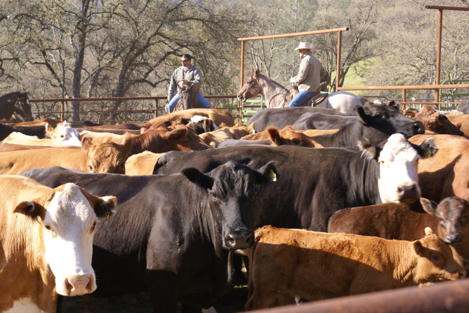 Exports will be a key driver for cattle and beef markets in 2023. 