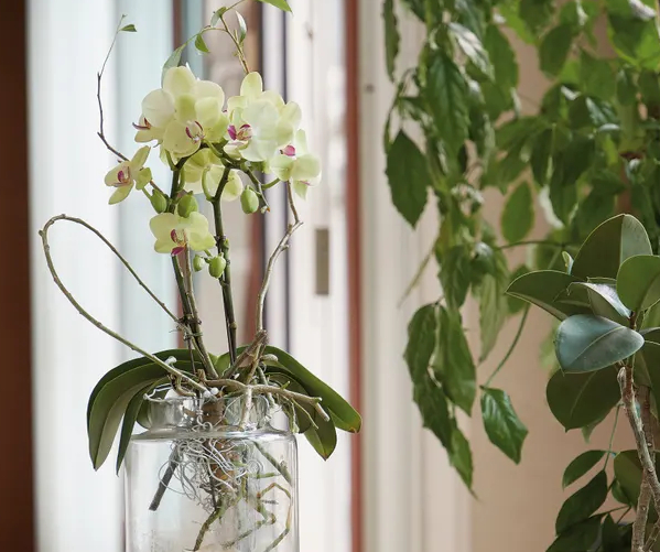 Testing the water: the moth orchid Phalaenopsis. Photo: Getty Images