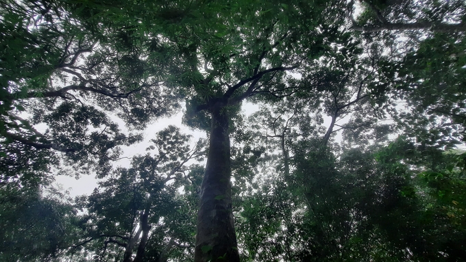 Mục tiêu đến hết quý I/2023, Quảng Ninh trồng 1 triệu cây lim, giổi, lát và các loài cây bản địa, cây gỗ lớn. Ảnh: Nguyễn Thành.