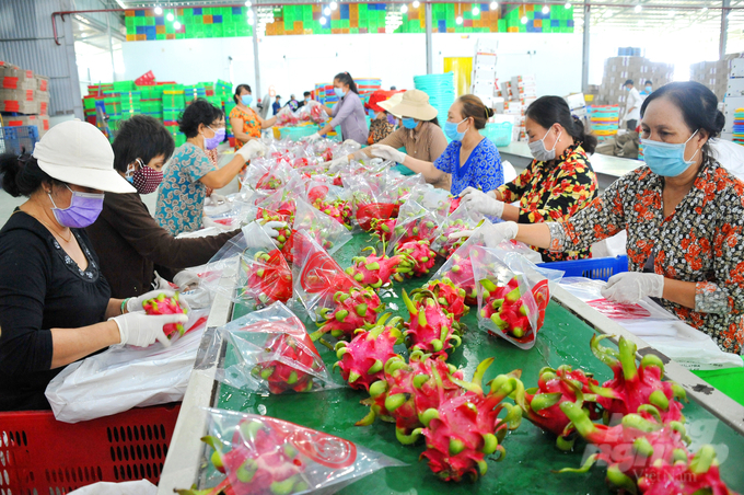 Tiền Giang xác định giai đoạn 2022 - 2025 phát triển diện tích cây ăn trái khoảng 88.600ha, sản lượng khoảng 1,8 triệu tấn. Ảnh: Lê Hoàng Vũ.