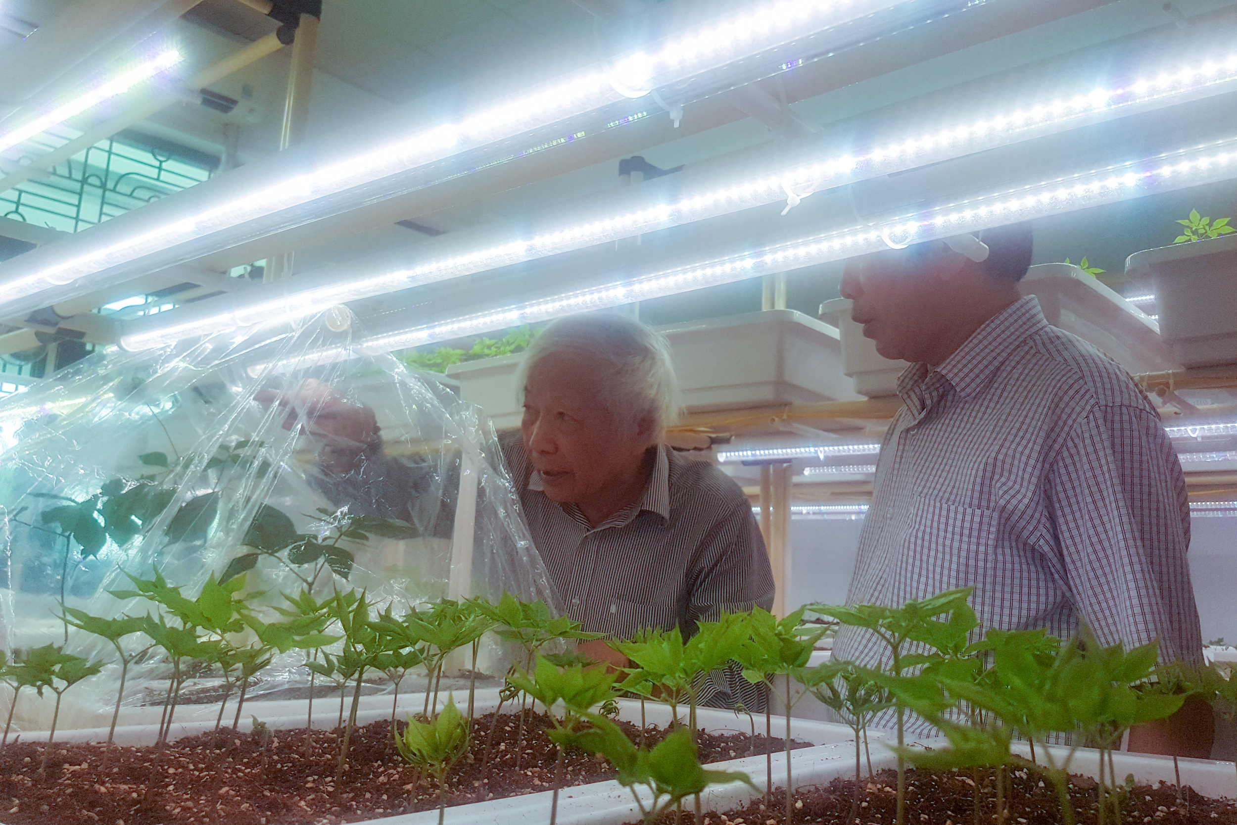 GSTS. NGND Nguyễn Quang Thạch và học trò Lê Quý Kha - nguyên Phó Viện trưởng Viện KHKT Nông nghiệp Miền Nam trao đổi về công nghệ nuôi trồng các giống sâm quý của Việt Nam trong phòng thí nghiệm được điều khiển ánh sáng, nước và dinh dưỡng tại Hà Nội, năm 2021.