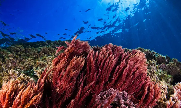 The study suggests cuts to methane emissions from using Asparagopsis seaweed in human diets could save 2.6bn tonnes of CO2-equivalent a year by 2050. Photo: smovic/Getty Images/iStock