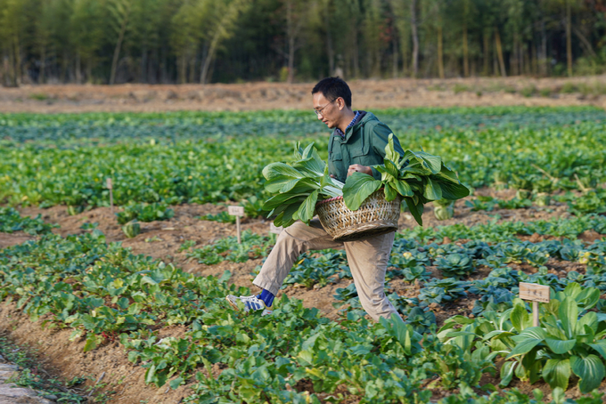 Anh Zheng Tao bên khu vực sản xuất rau sạch, không dùng phân bón hóa học và thuốc trừ sâu. Ảnh: Xinhua