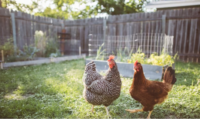 Two urban chickens waiting to get fed in a backyard. Photo: iStock