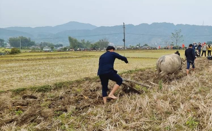 Cán bộ huyện, cán bộ xã thực hiện nghi thức cày bừa đầu năm để cổ vũ nhiệm vụ sản xuất nông nghiệp tại Lễ hội Lùng Tùng. Ảnh: Hồng Nhung.