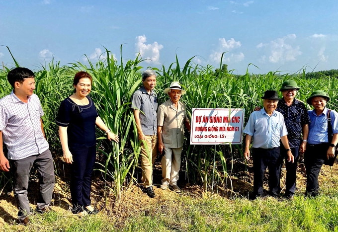 GS.TS Nguyễn Quang Thạch (thứ ba từ phải sang) tại vườn mía nuôi cấy mô của Công ty Lam Sơn - Thanh Hóa ngày 12/10/2019.