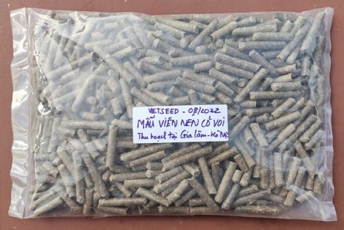 VS-19 pellet sample in Vietseed's pilot field at Gia Lam, Hanoi.