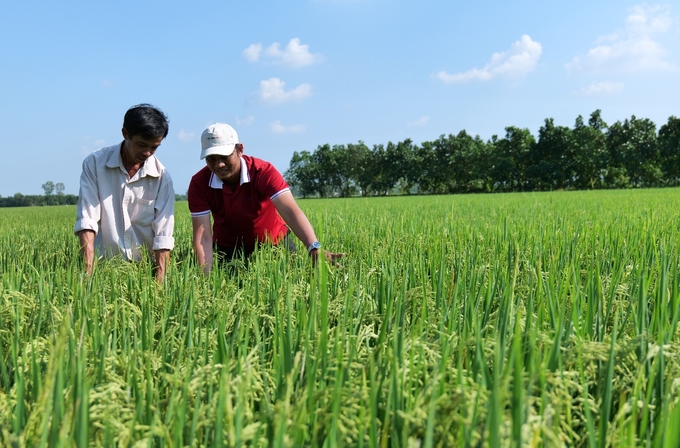 Người nông dân trao đổi tình hình chất lượng lúa.