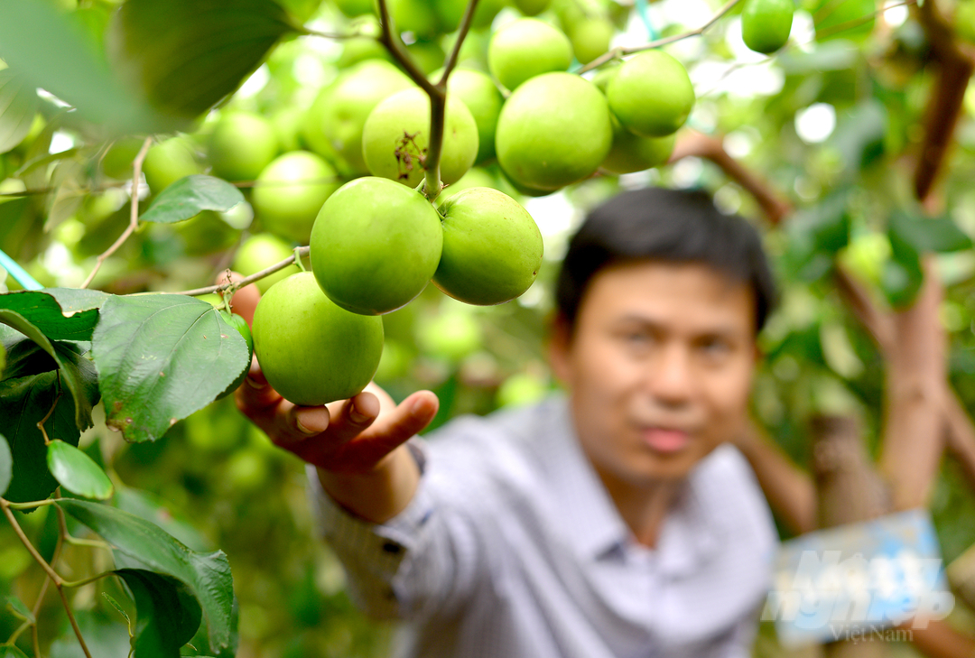 Hiện nay, mô hình trồng táo bom TN01 trong nhà lưới ở Ninh Thuận cho năng suất từ 40 - 45 tấn/ha/vụ.