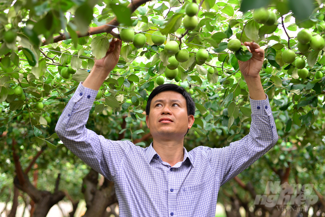 Mô hình canh tác táo TN01 hiện nay ở Ninh Thuận có thể đạt doanh thu lên đến 800 triệu đồng/ha/vụ.