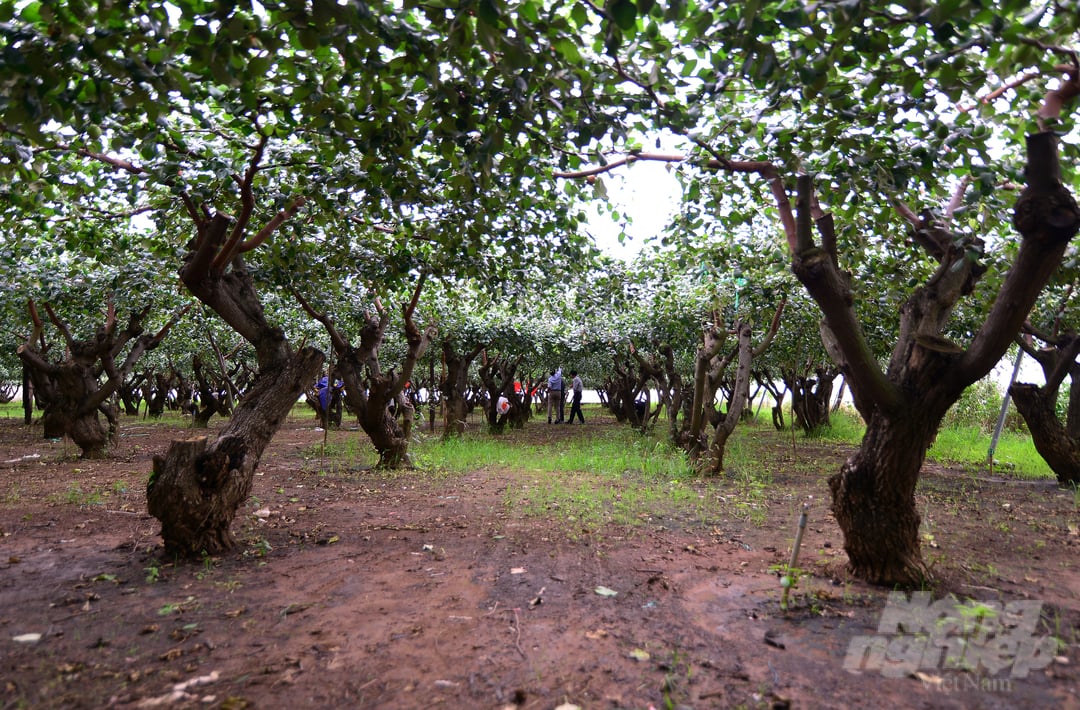Với 5 cây giống táo bom TN01 đầu dòng, Viện Nha Hố sẽ nhân rộng mô hình, chuyển giao quy trình cho người dân sản xuất rộng rãi trong thời gian tới. 