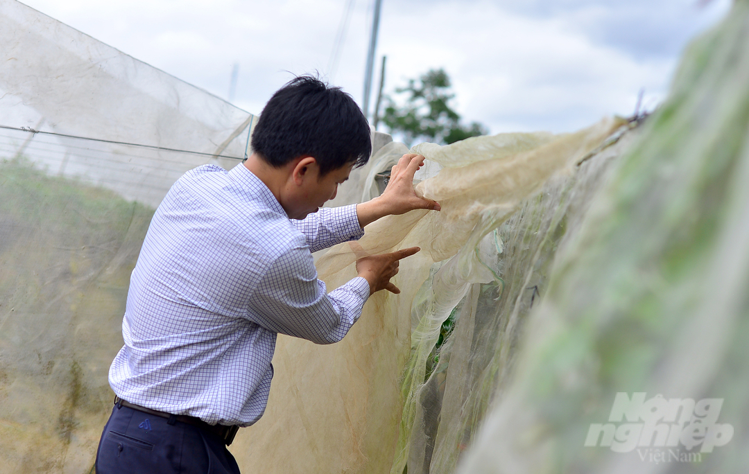 Hiện nay, Viện Nha Hố phát triển quy trình sản xuất giống táo bom TN01 trong nhà lưới để tránh sự xâm hại của sâu, bệnh và đạt hiệu quả cao.  