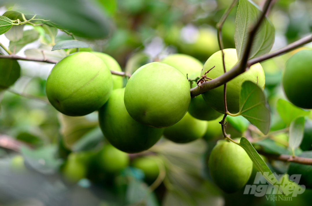 Thạc sĩ Nguyễn Văn Chính, Giám đốc Trung tâm Bảo vệ Thực vật (Viện Nha Hố) cho biết, giống táo bom TN01 có thân gỗ, nhiều tán, dạng tán lá tròn, thân màu nâu, vỏ nứt dọc theo thân, cành nhánh không gai hoặc có gai nhỏ thẳng.