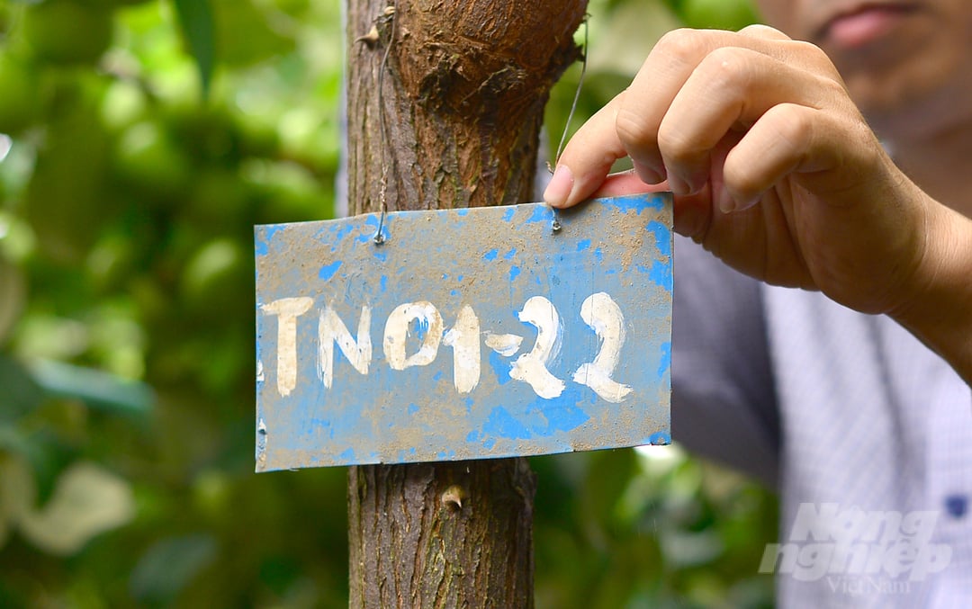 Tiến sĩ Mai Văn Hào, Viện trưởng Viện Nha Hố cho biết, hiện nay, 5 cây táo bom TN01 đã được Sở NN-PTNT tỉnh Ninh Thuận thẩm định, công nhận cây đầu dòng. Trong ký hiệu này 'T' là viết tắt của 'Táo' và 'N' viết tắt 'Ninh Thuận'.
