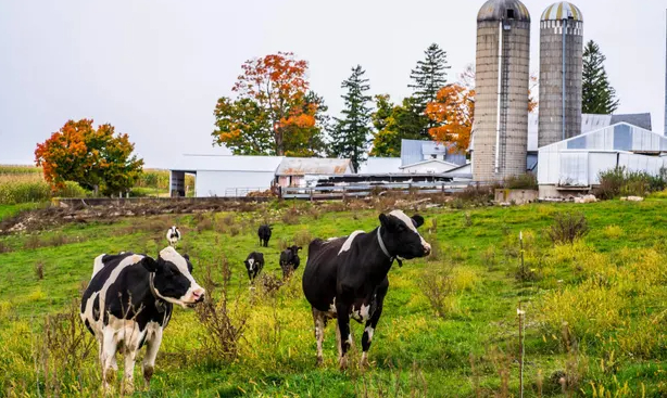 A family-run dairy farm in Westby, Wisconsin. The average American dairy turned a profit only twice in the past two decades. Photograph: Kerem Yucel