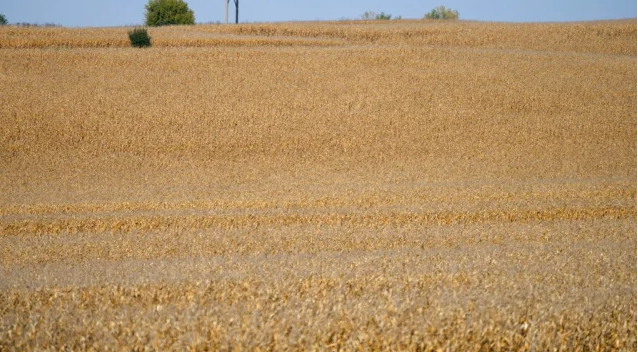 Fields of corn wait for harvest on a farm Friday, Oct. 8, 2021, near Garretson, S.D. Photo: AP
