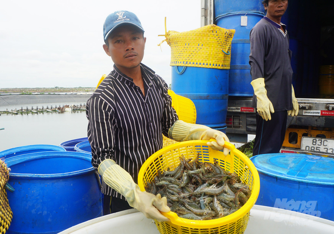 Shrimp harvest at the end of 2022 in Soc Trang. Photo: Huu Duc.