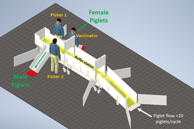 The HyLife invention improves the process of piglet vaccination and sorting for both piglets and workers. Photo: HyLife