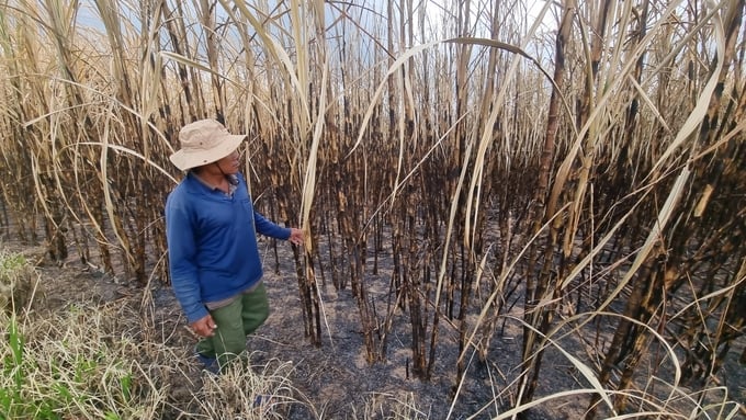 Sugar cane farmers suffered heavy losses.  Photo: Tuan Anh.