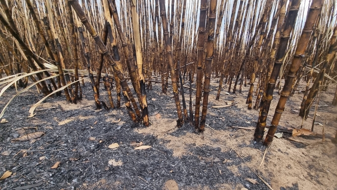 Many sugar cane trees were black and burned bare.  Photo: Tuan Anh.