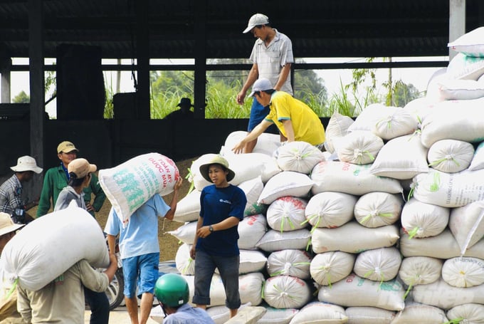 Năm 2022 An Giang xây dựng cánh đồng lớn lúa, nếp ước diện tích thực hiện liên kết sản xuất năm 2022 là 115.000 ha, tăng 45.000 ha so với năm 2021. Ảnh: Lê Hoàng Vũ.