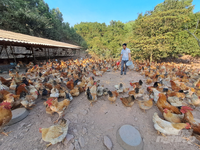 Trang trại gà tại Hà Lâu của anh Trần Văn Hoan. Ảnh: Cường Vũ