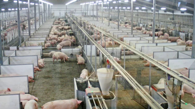 In this March 3, 2014 photo sows at Fair Oaks Farms in Fair Oaks, Ind., are kept in large group pens with computer-controlled feeding systems. Photo: AP