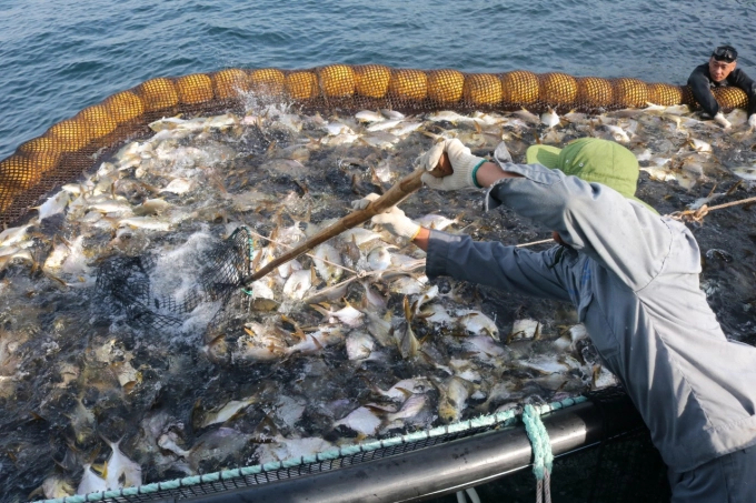 'Reduce exploitation - increase farming' to balance human needs and preserve marine resources. Photo: MP.