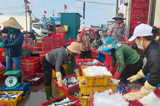 The fishing port of Cua Viet is busy in the early days of the Lunar New Year.  Photo: VD.