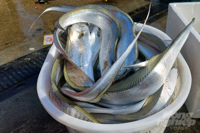 The export pit fish is bought in the port at the price of VND 150,000/kg.  Photo: VD.