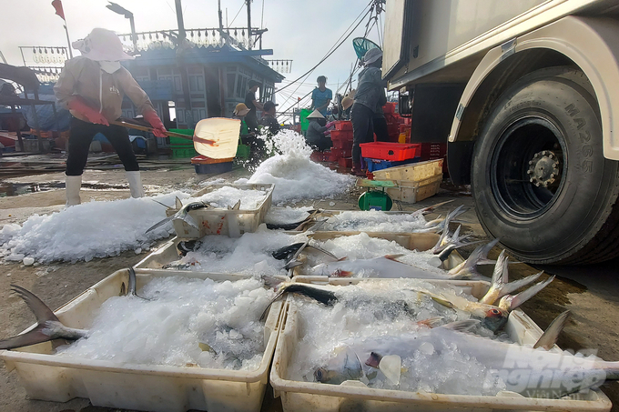 Fish brought ashore are immediately packed in foam boxes and loaded onto the dealers' trucks.  Photo: VD.