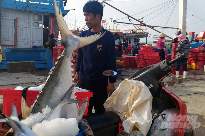 Raft fish costs 70-80 thousand VND/kg.  Photo: VD.