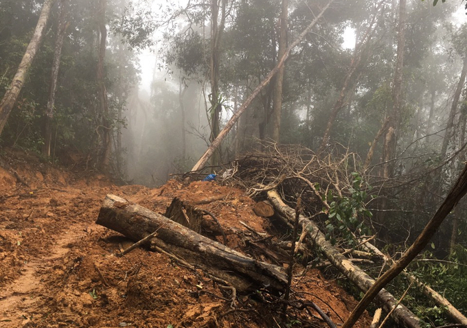 Rừng tại khu vực Ninh Ích, thị xã Ninh Hòa, tỉnh Khánh Hòa bị phá. Ảnh: KS.