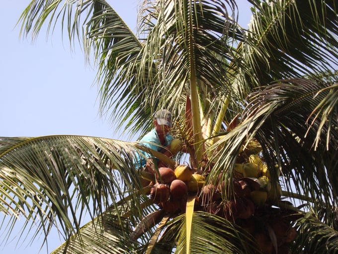 Máy xay tàu lá dừa sẽ góp phần tận dụng các phụ phẩm của cây dừa nhằm sản xuất phân bón hữu cơ. Ảnh: TL.