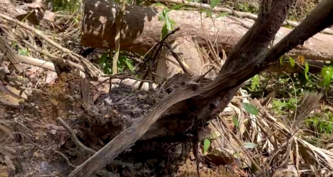 Hiện cơ quan chức năng đang tiến hành điều tra đối tượng phá rừng tại xã Ninh Ích. Ảnh: KS.