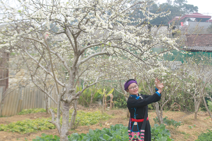 Không chỉ phục vụ du lịch, những vườn cây ăn quả còn mang lại nguồn thu sản phẩm quan trọng cho bà con địa phương. Ảnh: Xuân Cường.
