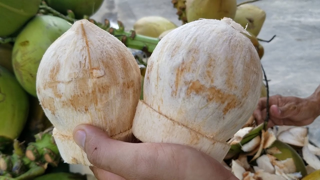 The Mekong Delta accounts for approximately 80% of the country's coconut production area. The major coconut-growing provinces include Ben Tre, Tra Vinh, Tien Giang and Vinh Long.