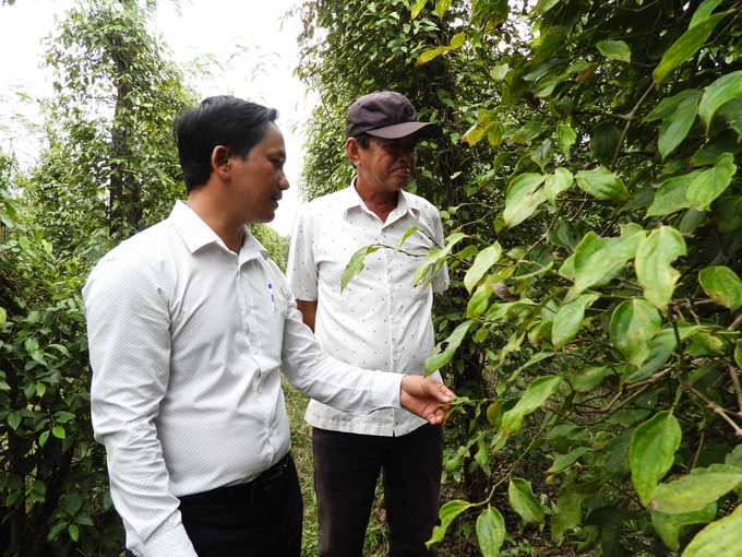 Ông Tùng (đội nón) không vui bên vườn tiêu năng suất giảm của gia đình mình. Ảnh: Trần Trung.