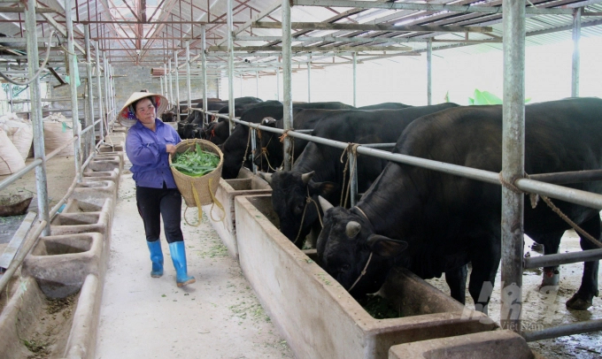 Cao Bằng kiến nghị Trung ương và Bộ NN-PTNT đàm phán với phía Trung Quốc để ký Hiệp định về việc xuất khẩu một số mặt hàng động vật như trâu, bò, lợn, sản phẩm động vật theo con đường chính ngạch giữa 2 nước.