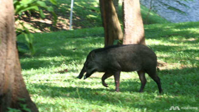 Một cá thể lợn rừng tại Singapore. Ảnh: CNA