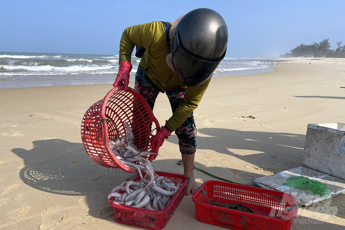 Mùa đánh bắt cá khoai tại Quảng Trị thường bắt đầu từ những ngày đầu Tết Nguyên Đán và kết thúc vào cuối tháng 2 âm lịch hàng năm. Ảnh: VD.