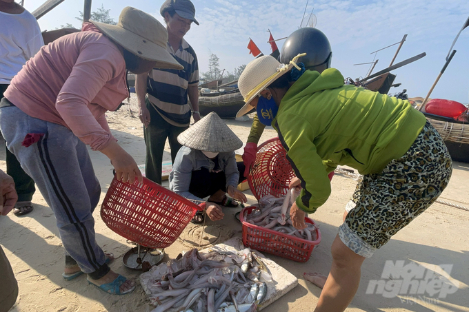 Tư thương ngay lập tức thu mua với giá từ 110 - 150 nghìn đồng/kg. Ảnh: VD.