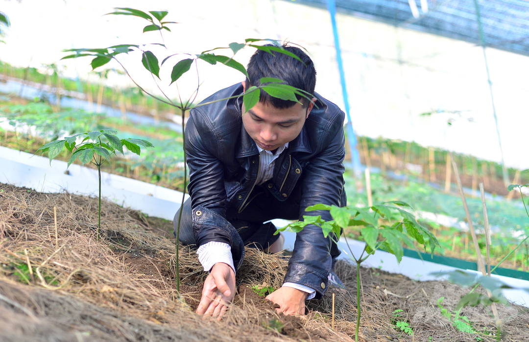 Trần Cao Nguyên chia sẻ, để đảm bảo độ ẩm cho sâm Ngọc Linh phát triển, anh lắp đặt hệ thống tưới phun sương tự động trên toàn bộ diện tích và dùng lá cây hoai mục phủ lên nền vườn.