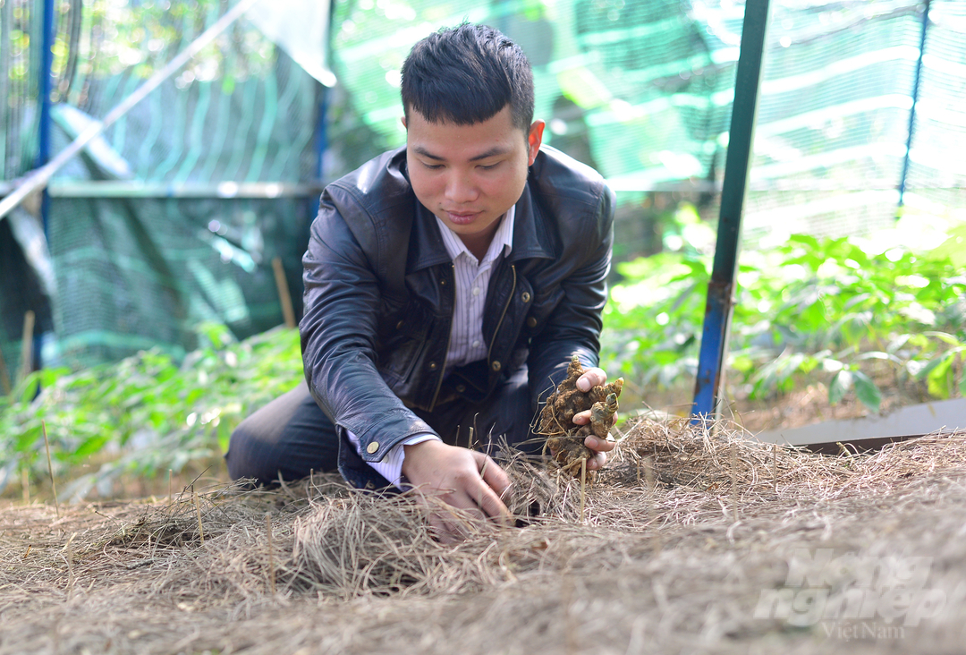 Nguyên chia sẻ: 'Hiện nay vườn sâm Ngọc Linh cho thu hoạch lá, hạt giống, cây giống, củ thành phẩm. Trong đó, lá sâm tôi đang bán cho đối tác với giá 4 - 5 triệu đồng/kg; củ có giá thấp nhất 40 triệu đồng/kg; hạt giống từ 70.000 - 100.000 đồng/hạt; cây giống 1 - 2 - 3 năm có giá từ 150.000 đến 300.000 đồng/cây'.