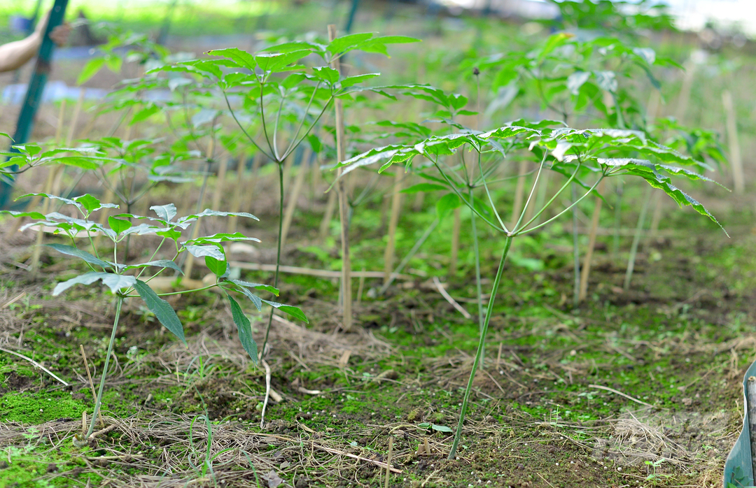 Để đảm bảo cây sinh trưởng tốt, gia đình anh Trần Cao Nguyên xây dựng nhà lưới để giảm cường độ nắng, giữ ẩm tương tự dưới các tán rừng.