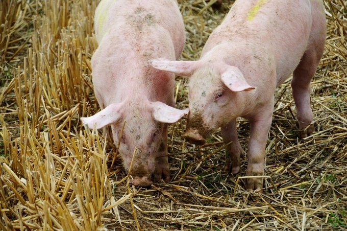 Đài Loan phạt nặng người nhập khẩu thịt lợn từ Singapore, quốc gia mới nhất thông báo có dịch tả lợn châu Phi. Ảnh: Pixabay