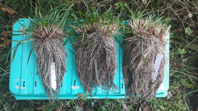Roots from study plants from herbicide-free soil representing intense mowing, with 5cm mowing height (left), less intense mowing with 15cm mowing height (middle) and no mowing (right). Roots are clearly smaller when the mowing intensity is higher. Photo: Kalle Rainio