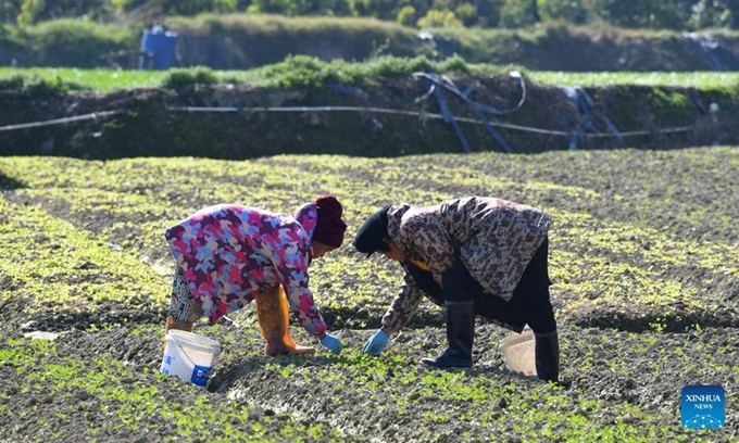 Farmers weeds in a field in Nantong Township of Minhou County, southeast China's Fujian Province, Jan. 30, 2023. Photo: Xinhua